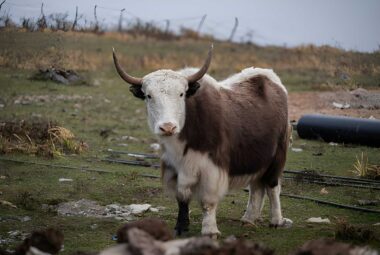 langtang-trek-seasons
