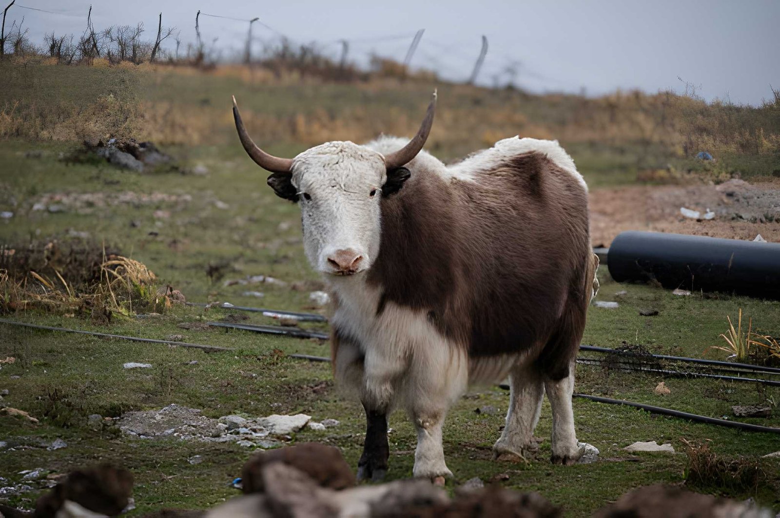 The Best Time for the Langtang Trek: Which Season Should You Choose?